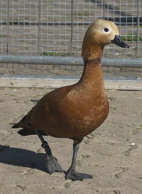 下滑后